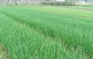 HUYỆN THỌ XUÂN CHÚ TRỌNG TÍCH TỤ, TẬP TRUNG ĐẤT ĐAI ĐỂ SẢN XUẤT NÔNG NGHIỆP ỨNG DỤNG CÔNG NGHỆ CAO, QUY MÔ LỚN