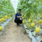 HUYỆN THỌ XUÂN TẬP TRUNG TÍCH TỤ ĐẤT ĐAI, ĐẨY MẠNH TÁI CƠ CẤU VÀ PHÁT TRIỂN NÔNG NGHIỆP, XÂY DỰNG NTM THEO HƯỚNG HIỆN ĐẠI, BỀN VỮNG